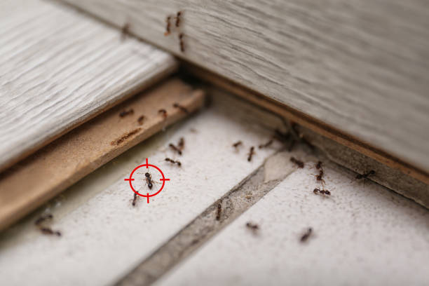 Insect Control in Ranson, WV