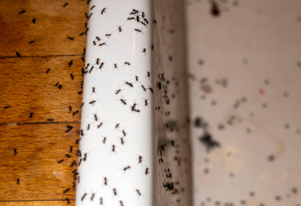 Pest Control for Restaurants in Ranson, WV